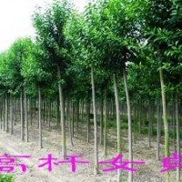 苗木銷售品種有蜀檜、龍柏、雪松、廣玉蘭、香樟、高桿女貞、月季
