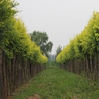 供應(yīng)黃金榆（金葉榆）、黃金倒榆、黃金榔榆、青檀、棠棣、絲棉木