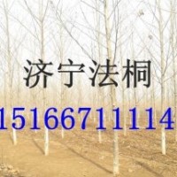 供1米-2米-3米-1.5公分-2公分-3公分速生法桐樹小苗