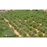 出售3年生五角楓小苗，2到3年生華山松，2到3年白皮松小苗