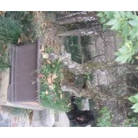 安慶龍山名樹園出售花臉木