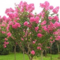 河南檜、國(guó)槐、欒樹(shù)、青桐、白蠟、合歡、紫薇、大葉女貞、榆葉梅