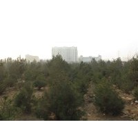 今冬明春大量供應(yīng)1-8米白皮松，柳樹，欒樹 大葉女貞，法桐，紅葉