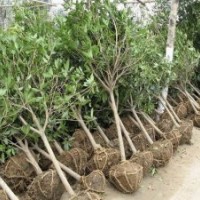 供應(yīng)：湖南特色苗木！香樟，桂花，廣玉蘭，羅漢松，茶花等！