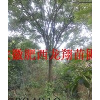 供應(yīng)國槐、樸樹、樸樹、榔榆、槐樹、叢生烏桕、叢生大葉女貞