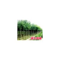 供垂柳－毛白楊－１０７速生楊－絲棉木-千頭椿－國槐－白蠟－柳