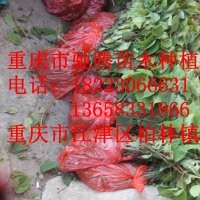 珙桐苗
