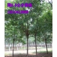 濟(jì)南--苗木供應(yīng)商9公分國槐10000棵、苗圃苗、隨時起苗
