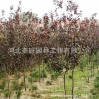 出售紫葉李