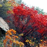 黃櫨價格