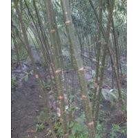 竹柳