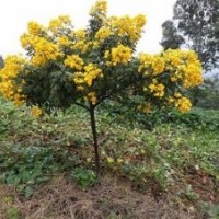 黃花槐