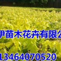 加拿大紅櫻，金葉糖槭，紅葉李，多季玫瑰