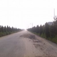 山東威海供應蜀塊、紫葉李、白蠟、黑松