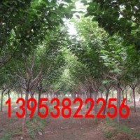 3公分櫻花價格