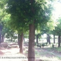 供應(yīng)自家苗木，國槐，合歡，法桐，欒樹