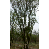 陜西西安 茶條槭基地 叢生茶條槭 蒙古櫟 毛葉海棠