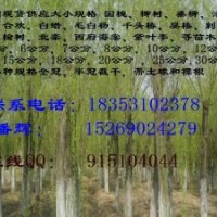 山西A太原米徑6-8公分垂柳價(jià)格5-8公分垂柳、饅頭柳價(jià)格