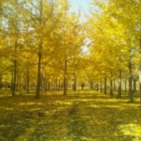 常年供應(yīng)1-80公分銀杏樹