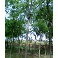 白皮松，國槐，果樹苗，核桃苗，蘋果苗