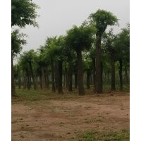 西安精品國槐皂角茶條槭蒙古櫟石楠桂花櫻花女貞法桐銀杏山杏