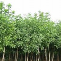 哪里出售優(yōu)質速生柳樹苗 速生國槐 速生白蠟 小苗