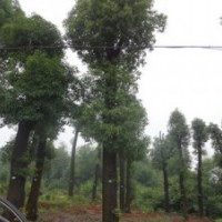 30公分香樟價格移植香樟樹價格