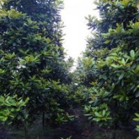 成都廣玉蘭價(jià)格 成都廣玉蘭報(bào)價(jià) 廣玉蘭品種 廣玉蘭規(guī)格