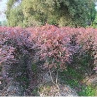 成都紅葉石楠價格 成都紅葉石楠報價 紅葉石楠品種 紅葉石楠規(guī)格