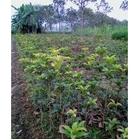 供應(yīng)40-50公分高純品狀元紅移栽小苗