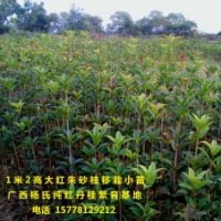 供應(yīng)1米2高優(yōu)質(zhì)大紅朱砂桂移栽小苗