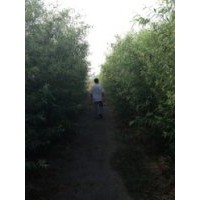 買(mǎi)竹柳到青峰苗木