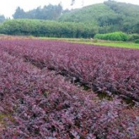供應(yīng)紅花繼木、杜鵑、紅葉石楠、金邊黃楊、金葉女貞等工程小苗