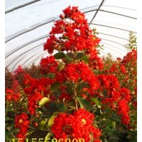 紅火箭紫薇種植是機(jī)把握