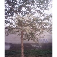 大量出售各種規(guī)格，大構(gòu)樹。