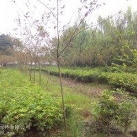 櫻花
