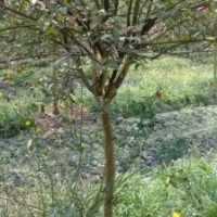香樟、紅楓、天竺桂、櫻花、紫荊