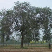 供應榆樹，榆樹報價，榆樹基地
