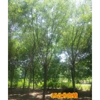 山西白蠟供應(yīng)商 專供太原15公分白蠟