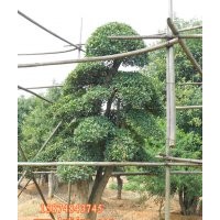 精品造型區(qū)-瀏陽(yáng)造型榆樹(shù)-精品造型榆樹(shù)基地-小駱榆樹(shù)苗圃