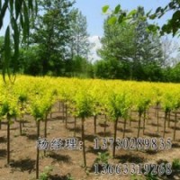 河北金葉榆種植