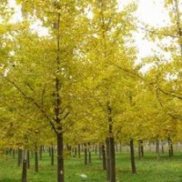 泡桐樹(shù)苗|刺槐苗木|泡桐|刺槐