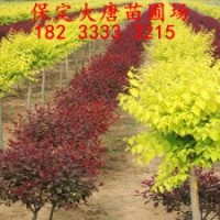 求購(gòu)金葉榆，河北金葉榆，金葉榆報(bào)價(jià)