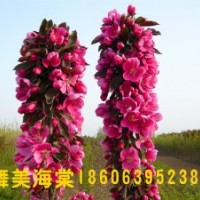 供應(yīng)芭蕾舞海棠，芭蕾舞海棠也叫舞美海棠，臨沂木瓜園藝場(chǎng)有售