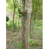 供應(yīng)木瓜 木梨苗木，木梨是木瓜的一個人品種嗎？山東臨沂木瓜園