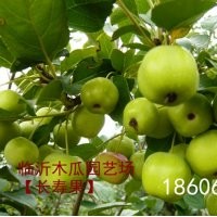 供應(yīng)盆栽長壽果價格，盆栽長壽果的觀賞價值，木瓜長壽果基地