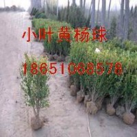 小葉黃楊供應(yīng)，小葉黃楊球出售，小葉黃楊專賣(mài)，小葉黃楊種植，小