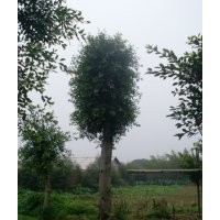 福建小葉榕 移植小葉榕 小葉榕苗木