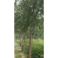 速生柳、北欒、臭椿