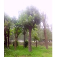 國(guó)槐種植園-國(guó)槐上車價(jià)